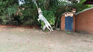 Training (Loba) to jump