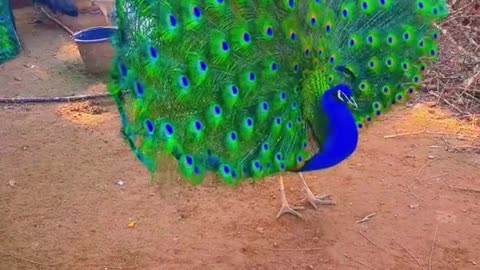 Beautiful Dai Township, hometown of peacock