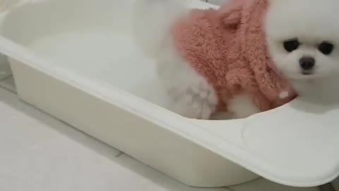 The little dog is bathing in the bathtub and having fun.