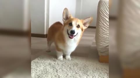 Corgi is ready to go, with a look of excitement, but the ass behind is still shaking