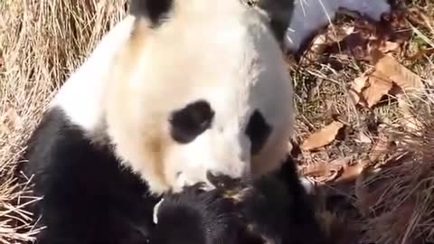 giant panda bear zoo