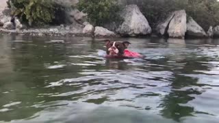 Dog swimming in the lake