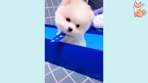 puppy best videos and also cute