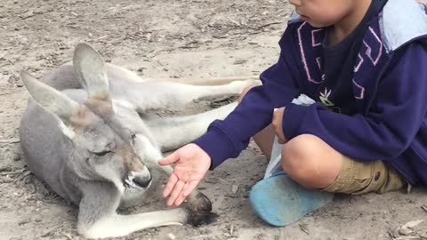 Watch the behavior of the kangaroo with the children