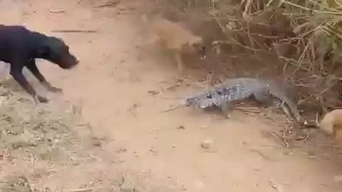 lizard has fierce battles vs 5 dogs