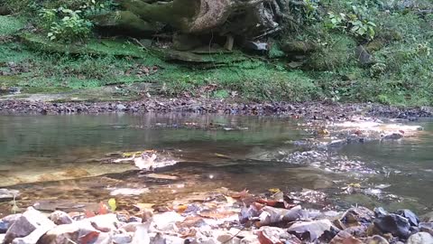 Mossy Stream Water Flowing Beautiful Scenic Outdoors Forest Sounds of Nature ASMR Trigger Noises