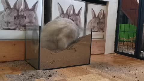 Rabbit Digging funny animals