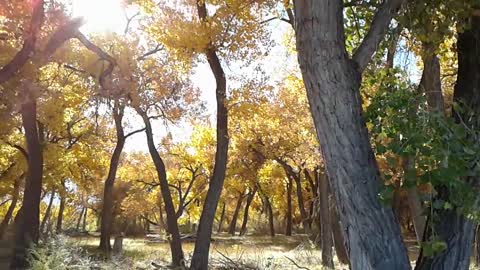 Cottonwood Forest Rio Grande River Fall Colors
