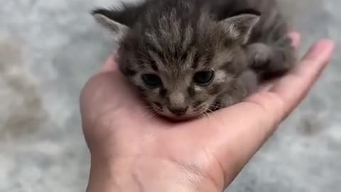 OMG, Cuteness Overloaded! Super Cuteness Kitty Cats Shorts Videos