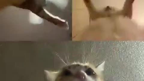 Cats Dancing