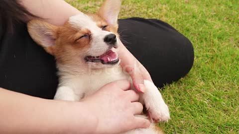 One Welsh Corgi puppy enjoy massage, 4k
