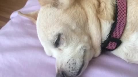 Sleeping Chihuahua dog