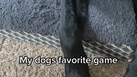 My dog's favorite game