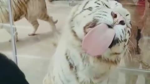 funny tiger