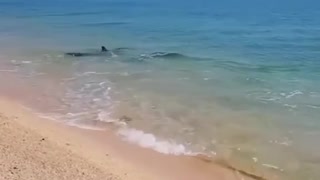 Dolphins swim near the shore