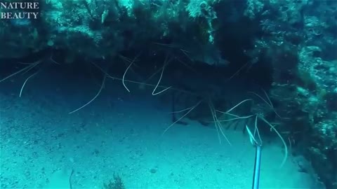 amazing giant creature catch underwater