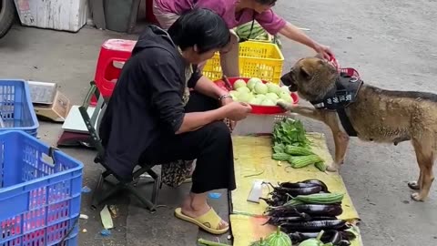 Dog buy the vegetables 🤣💯