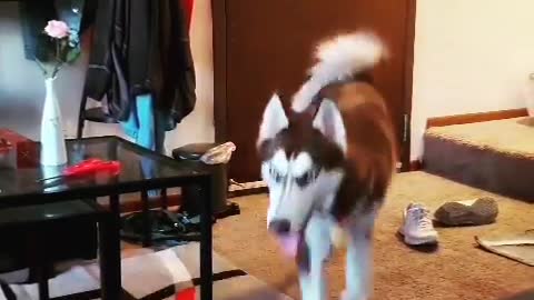 Stubborn Husky Dog Videos 😁😇 Best Funny Animal Videos 2022 😺 Funny Dog Videos 2022 😁