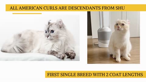 Adorable Curl Cat 101: Personality and Breed