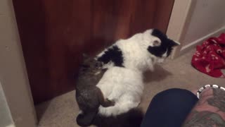 Tolerant Cat Plays Adoptive Mother To An Orphaned Baby Possum