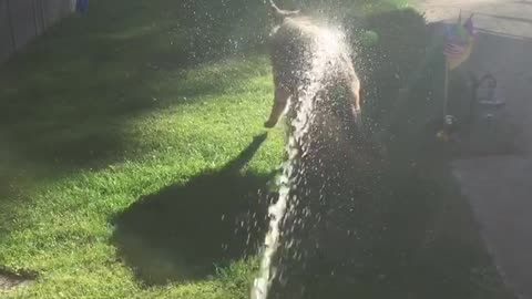 Just Trying to Water the Grass