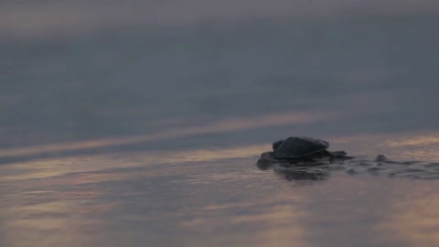 Baby Sea Turtles Hatchling Releases Crawl on The Beach