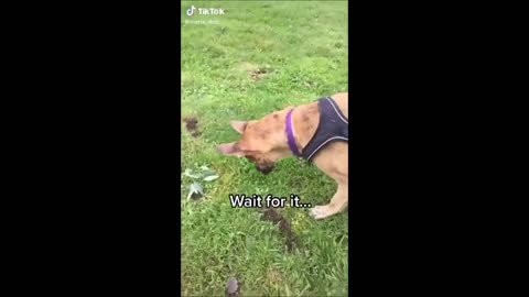 Cute & Funny Puppies 😍 Compilation #2