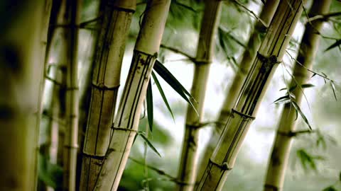 NATURE SOUNDS Relaxing Nature Sound Of Bamboo In The Wind (No Music)