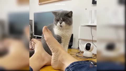 cat licks feet in different mood 😂😂