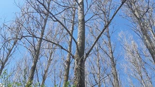 The Symphony of Birds - The Gift from the Old Mountain in Serbia