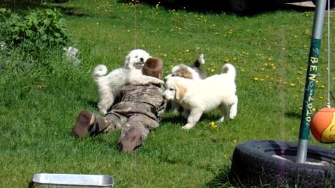 2024 Male great pyrenees