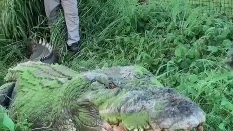 Is this crocodile over at @mattwrightau the biggest in the world#crocodile #australia #