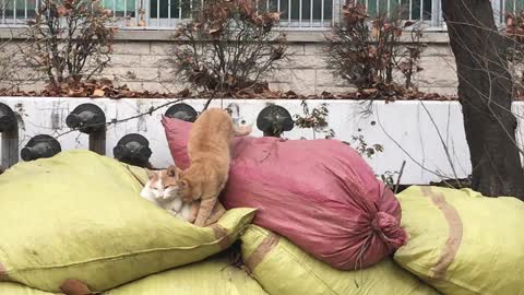 Cats are grooming each other