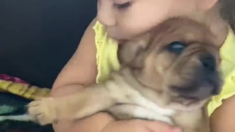 Sweet baby kisses Frenchie puppy