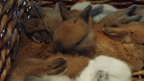 Basket full of baby bunnies