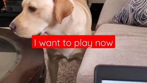 Dog Hates it When Disturbed During Sleeping #Shorts | Funny Dog Video