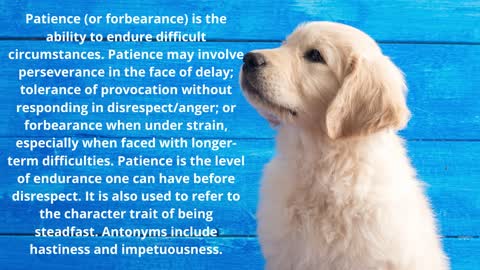 dog patience of shiba iru, husky