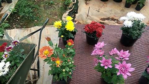 Growing techniques of Chrysanthemums