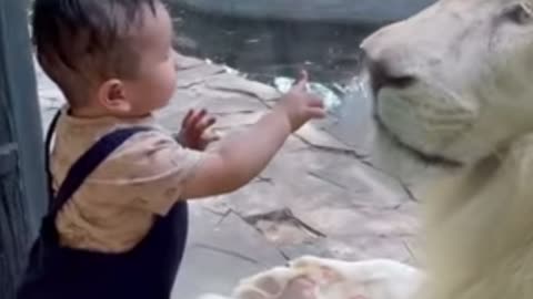 Cute baby playing with lion