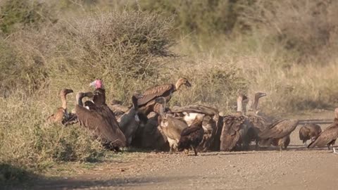 Vultures and Hyena Clean Carcass