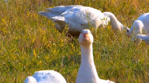 Duck is a beautiful bird ,,,,ducks eating food .....*