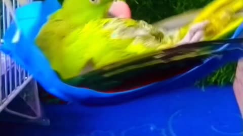 Baby Parrot is Enjoying 🐣😍