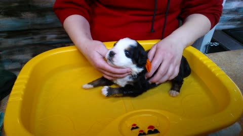 Primer baño de un cachorro es demasiado tierno
