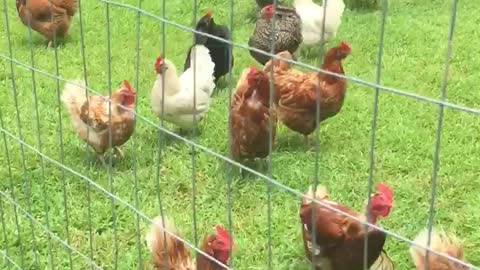 Cute dog and chickens