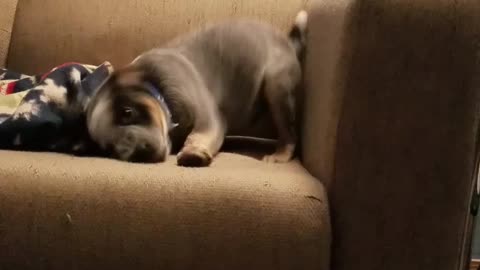 Blue Heeler Puppy Playing Around