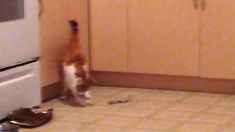 Cat Dancing with her Catnip Cloth