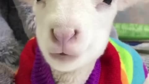 Cute goat #babygoat #goat #goatoftiktok #minigoat