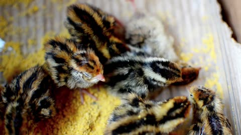 Cute one-day-old bird chicks