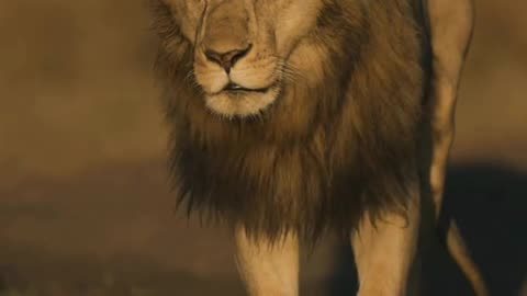 A lion is called a 'king of beasts' obviously for a reason.🦁