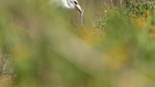 White Egret eating breakfast.